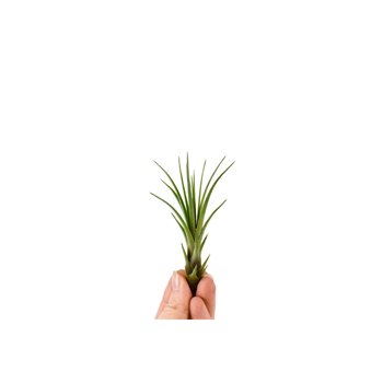 Tillandsia Melanocrater Bonsaj (baby) 1 fl 8 cm fi5 cm Q4319