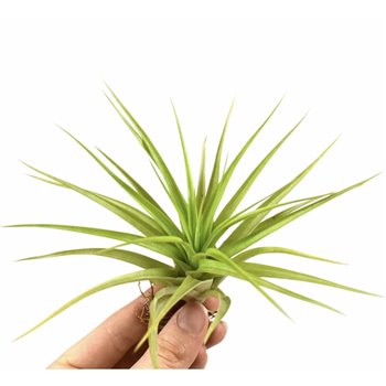 Tillandsia multiflora 101595 x20 8 cm fi8 cm Q5605