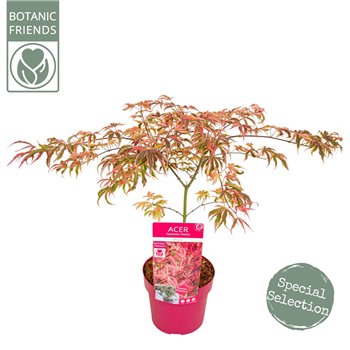 Javor palmatum shirazz 55 cm fi19 cm Q13