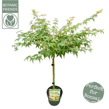 Javor palmatum little princess 90 cm fi19 cm Q42