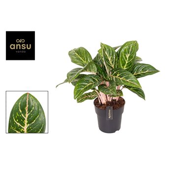 Aglaonema coco green 60 cm fi19 cm Q144