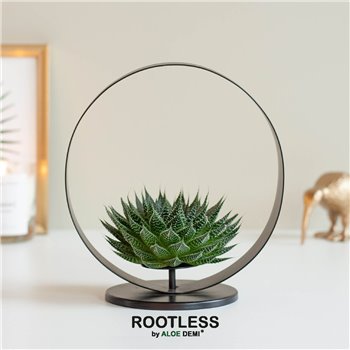 Nasad Sukulente rootless aloe aristata magic in black metal large 22 cm fi20 cm Q362