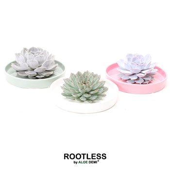 Nasad Sukulente rootless echeveria mix in octopus bowl 9 cm fi20 cm Q420