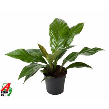 Anthurium ellipticum jungle bush 50 cm fi21 cm Q573