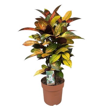 Kroton variegatum mrs iceton 75 cm fi21 cm Q2278