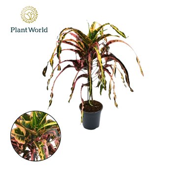 Kroton variegatum dreadlocks 60 cm fi19 cm Q2279