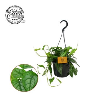 Monstera siltepecana Monstera Siltepecana 15cm HP 1 pp 20 cm fi15 cm Q3789