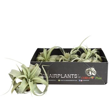 Tillandsia xerographica bonsai x5 7 cm fi7 cm Q4310