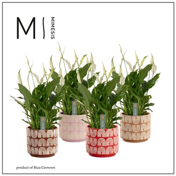 Spatifil bellini 8+ flower - Maartje ceramic  Craft world - Decorum 40 cm fi13 cm Q5811
