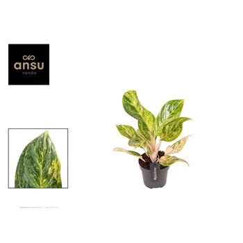 Aglaonema peach pearl 30 cm fi12 cm Q138