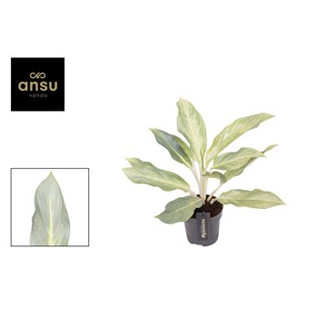 Aglaonema aqua green 40 cm fi12 cm Q142