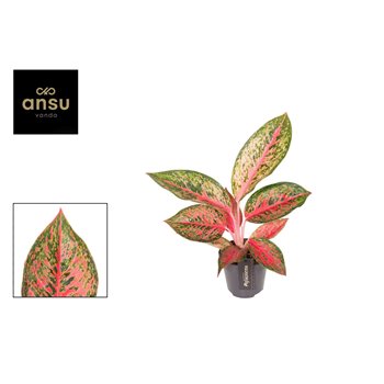 Aglaonema lychee red 45 cm fi12 cm Q189