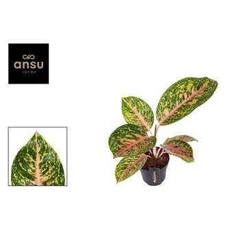 Aglaonema spring red 45 cm fi12 cm Q191