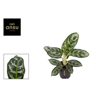 Aglaonema amazon silver 30 cm fi12 cm Q194