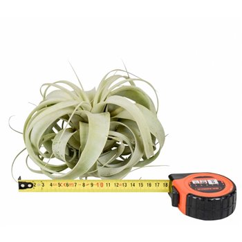 Tillandsia xerographica x6 18 cm fi18 cm Q5590
