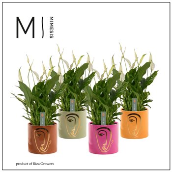 Spatifil bellini 8+ flower - Molly ceramic  Party love 40 cm fi13 cm Q5785