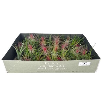 Tillandsia mix 101415 x60 5 cm fi5 cm Q5599