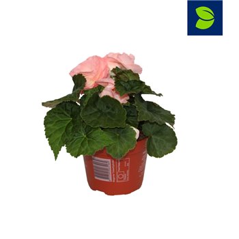 Begonija fortune pink 20 cm fi12 cm Q925