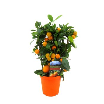 Citrus microcarpa Citrus calamondin 40 cm fi14 cm Q2870