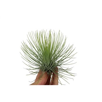 Tillandsia andreana 10 cm fi10 cm Q5588