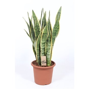 Taščin jezik - Sanseveria trifasciata laurentii 75 cm fi25 cm Q1371