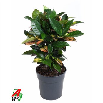 Kroton variegatum mrs iceton branched 70 cm fi21 cm Q2287