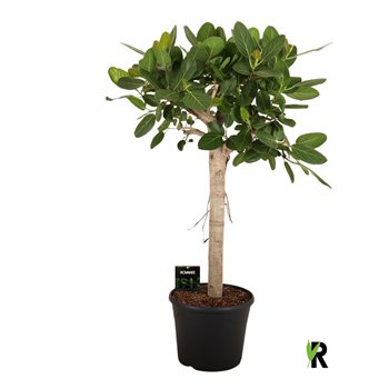 Fikus benghalensis audrey stem 130 cm fi35 cm Q2779