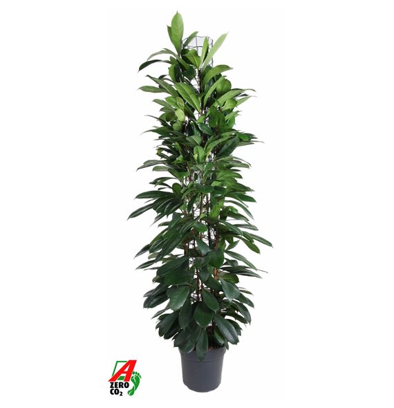 Fikus cyathistipula deremensis mix 90-60-30-15 180 cm fi31 cm Q2817 Fikus cyathistipula deremensis mix 90-60-30-15 180 cm fi31 cm Q2817