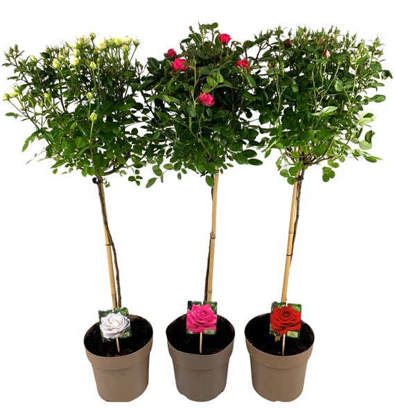 Vrtnica mix kar stamroos 110 cm fi23 cm Q3279 Vrtnica mix kar stamroos 110 cm fi23 cm Q3279