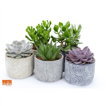 Sukulente mix SuPure® - in Toledo 30 cm fi14 cm Q1663