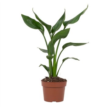 Strelicija reginae without flower 35 cm fi12 cm Q6166