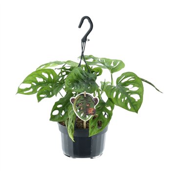 Monstera adansonii monkey leaf hangpot 40 cm fi15 cm Q4408