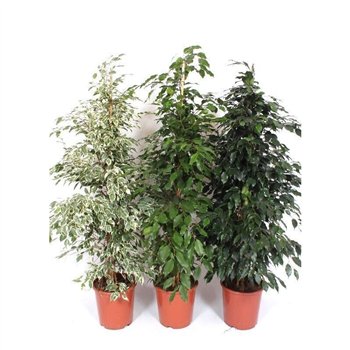 Fikus mix Fikus Mixkar 4 pp 160 cm fi27 cm Q2779