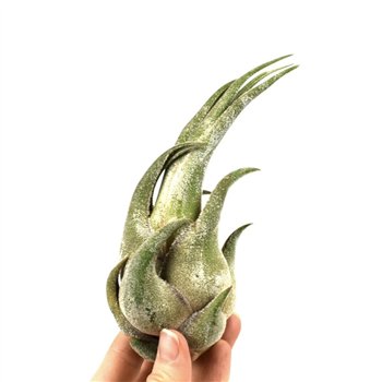 Tillandsia seleriana 101433 x10 10 cm fi10 cm Q6086