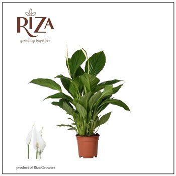 Spatifil vivaldi 2+ flower - without sleeve 65 cm fi17 cm Q6241