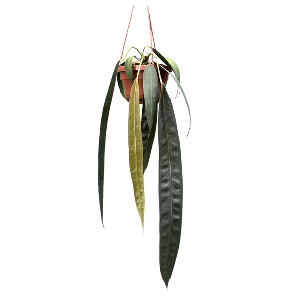Anthurium Wendlingeri without flower fl 40 cm fi14 cm Q523 Anthurium Wendlingeri without flower fl 40 cm fi14 cm Q523