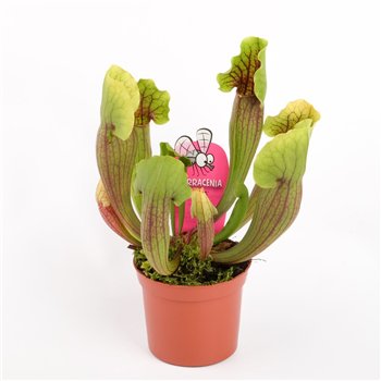 Sarracenia vogel 15 cm fi8.5 cm Q6571