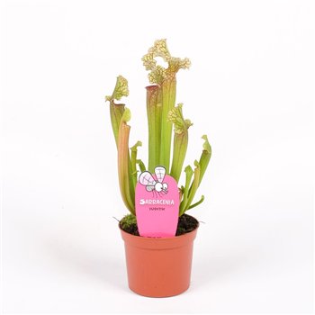 Sarracenia judith 20 cm fi8.5 cm Q6573