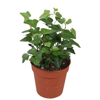 Hedera anna helix 7pp - 7-9cm Rank 5 cm fi9 cm Q3903