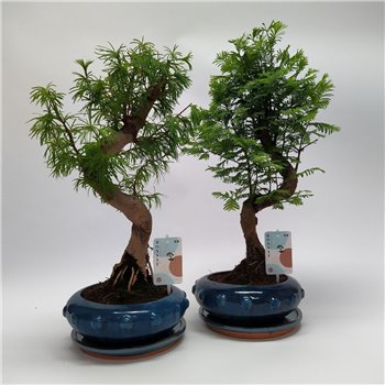 Bonsaj mix Metasequoia + Pseudolarix S-shape mix 40 cm fi24 cm Q3260