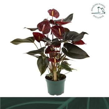 Anthurium andr  delicata 6 flower 65 cm fi17 cm Q579