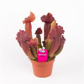 Sarracenia maroon 25 cm fi12 cm Q6568