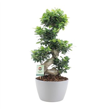 Fikus microcarpa ginseng s-type in grijs ceramic with bark 75 cm fi28 cm Q2472