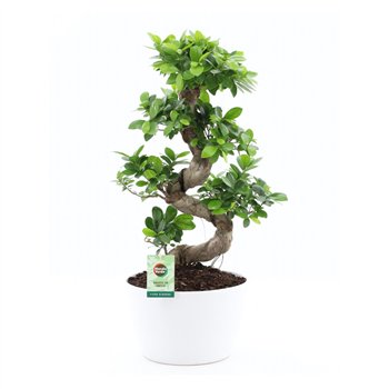 Fikus microcarpa ginseng s-type in wit ceramic with bark 75 cm fi28 cm Q2474