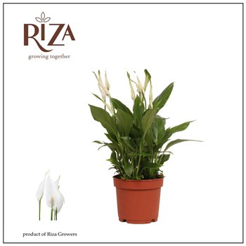 Spatifil bellini 8+ flower - without sleeve 40 cm fi13 cm Q6470