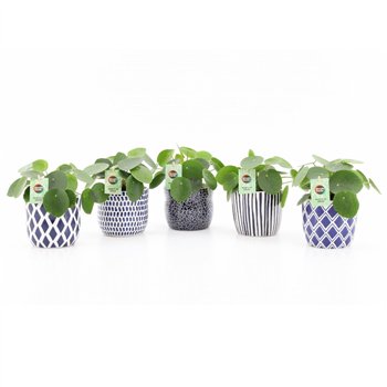 Pilea peperomioides in delft blue ceramic 25 cm fi13 cm Q4969