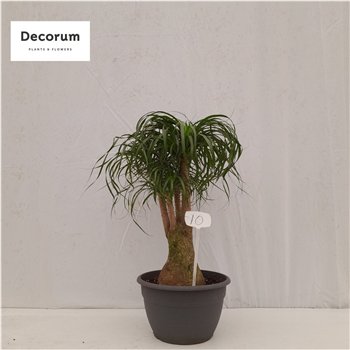 Nolina Beaucarnea recurvata branched nummer 10 95 cm fi35 cm Q899