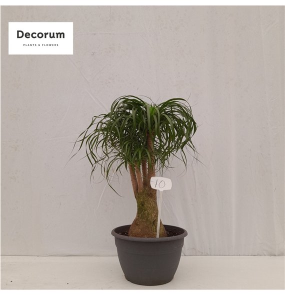 Nolina Beaucarnea recurvata branched nummer 10 95 cm fi35 cm Q899 Nolina Beaucarnea recurvata branched nummer 10 95 cm fi35 cm Q899