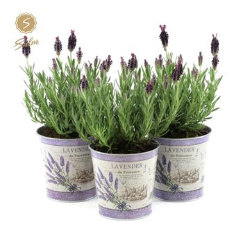 Lavandula stoechas anouk in zinc lavender 20 cm fi12 cm Q3668