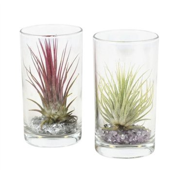 Tillandsia arrangement tillandsia glas longdrink 1 pp overige fl 15 cm fi6 cm Q6131